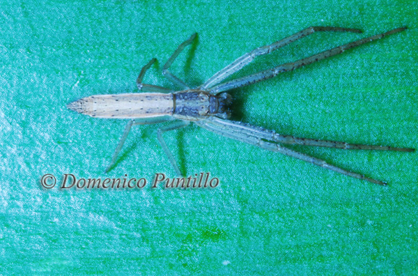 Monaeses paradoxus